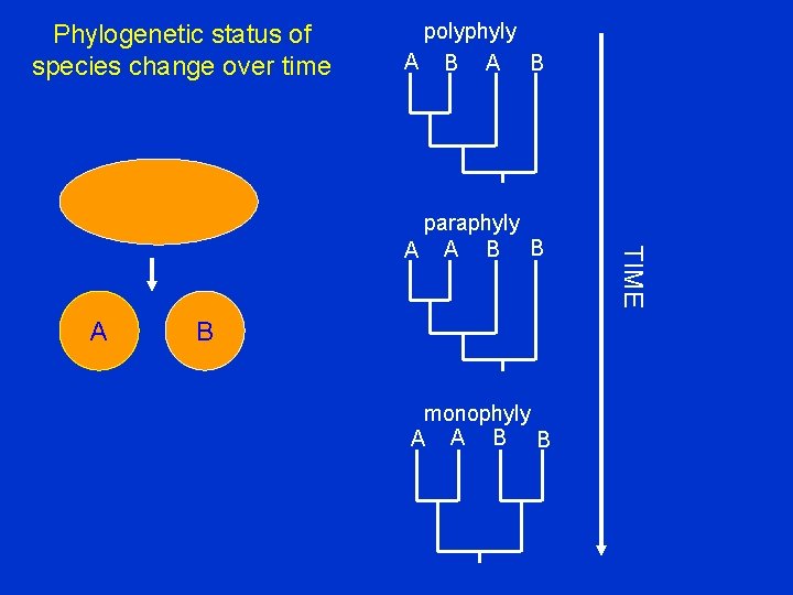Phylogenetic status of species change over time polyphyly A B A B monophyly A
