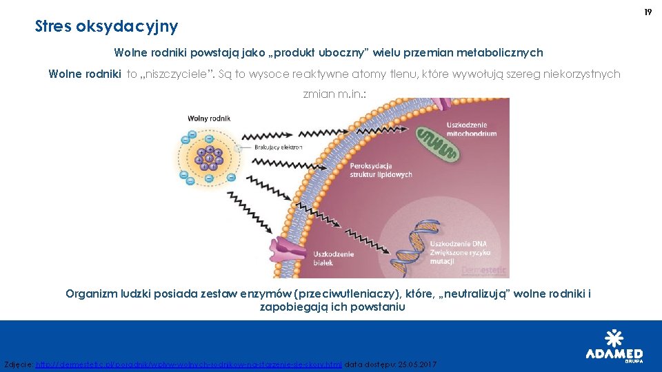 19 Stres oksydacyjny Wolne rodniki powstają jako „produkt uboczny” wielu przemian metabolicznych Wolne rodniki