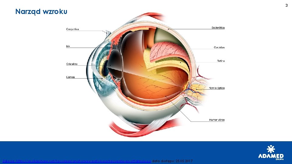 Narząd wzroku Zdjęcie: https: //es. slideshare. net/facolaser/anatoma-y-patologa-frecuente-en-oftalmologa data dostępu: 25. 05. 2017 3 
