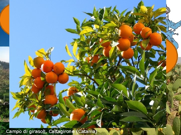 Il clima mediterraneo dà origine a una tipica vegetazione spontanea E permette le colture