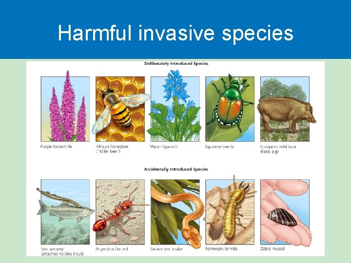 Harmful invasive species 