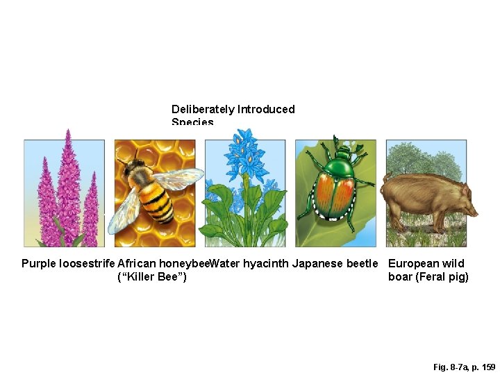 Deliberately Introduced Species Purple loosestrife European starling African honeybee Nutria (“Killer bee”) Salt cedar