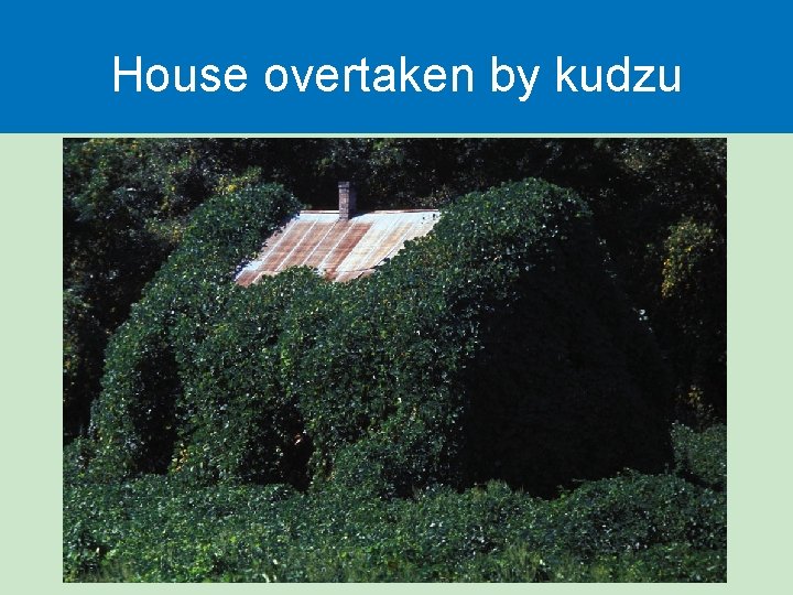 House overtaken by kudzu 