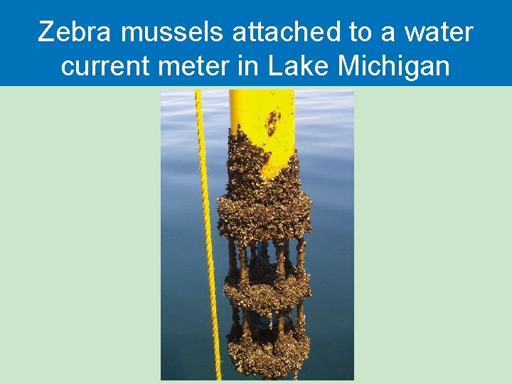 Zebra mussels attached to a water current meter in Lake Michigan 