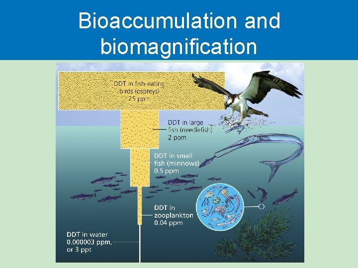 Bioaccumulation and biomagnification 