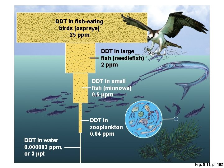 DDT in fish-eating birds (ospreys) 25 ppm DDT in large fish (needlefish) 2 ppm