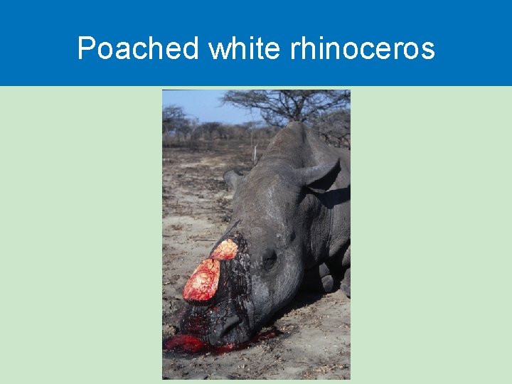 Poached white rhinoceros 