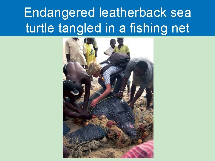 Endangered leatherback sea turtle tangled in a fishing net 