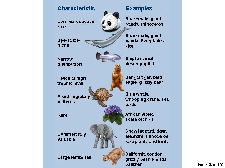 Characteristic Low reproductive rate Examples Blue whale, giant panda, rhinoceros Specialized niche Blue whale,