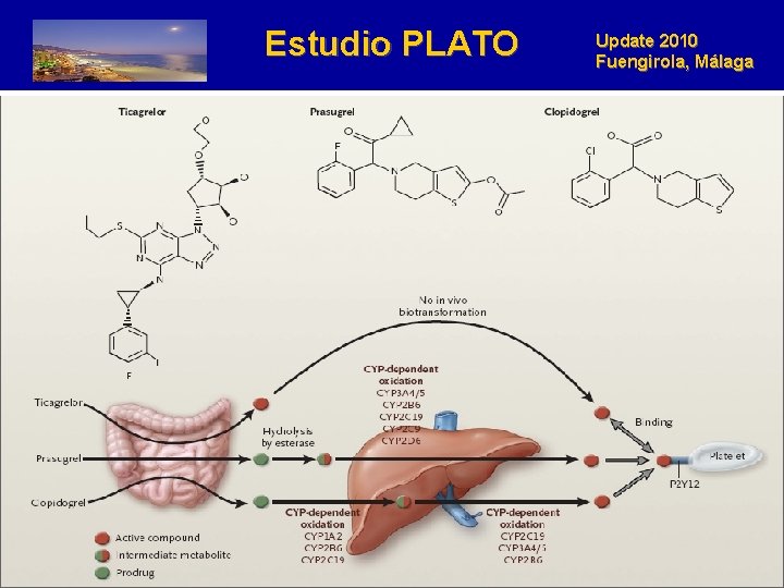 Estudio PLATO Update 2010 Fuengirola, Málaga 