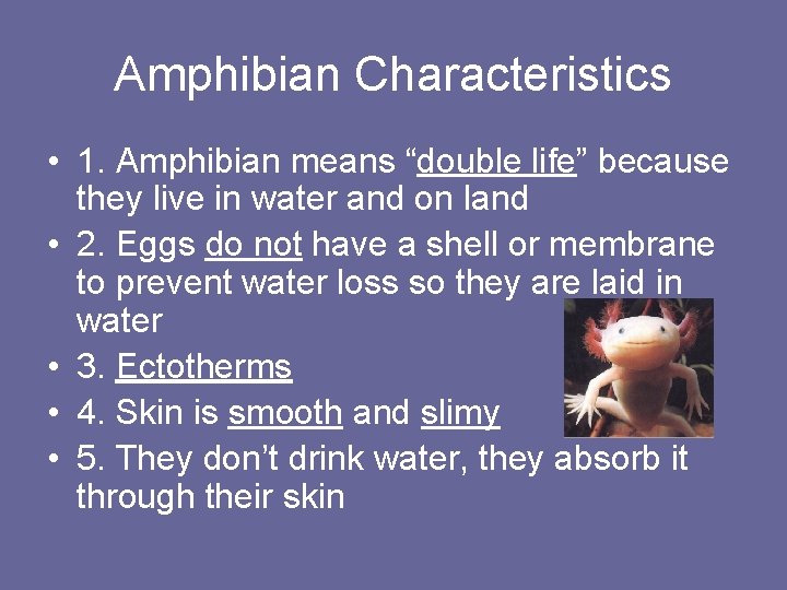 Amphibian Characteristics • 1. Amphibian means “double life” because they live in water and