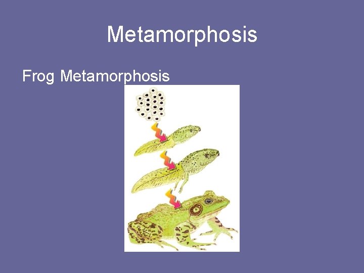Metamorphosis Frog Metamorphosis 