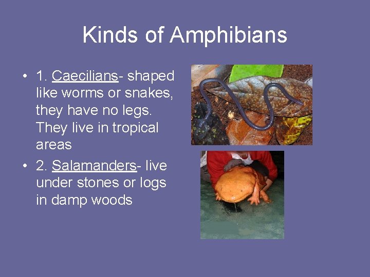 Kinds of Amphibians • 1. Caecilians- shaped like worms or snakes, they have no Kinds of Amphibians • 1. Caecilians- shaped like worms or snakes, they have no