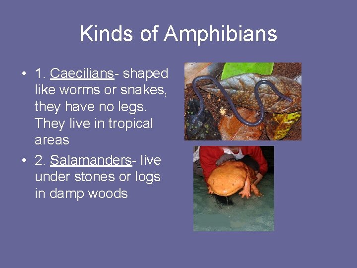 Kinds of Amphibians • 1. Caecilians- shaped like worms or snakes, they have no