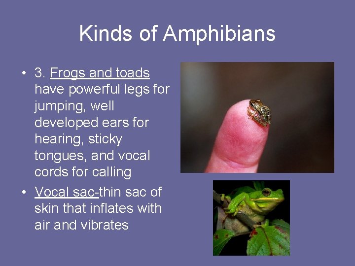 Kinds of Amphibians • 3. Frogs and toads have powerful legs for jumping, well