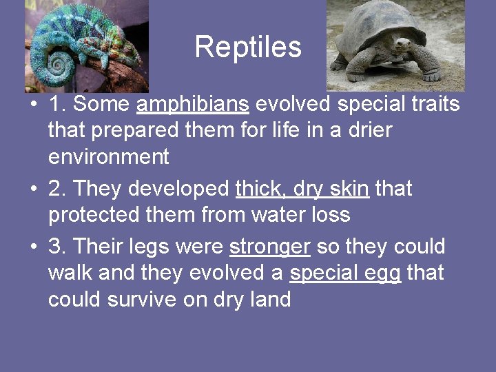 Reptiles • 1. Some amphibians evolved special traits that prepared them for life in