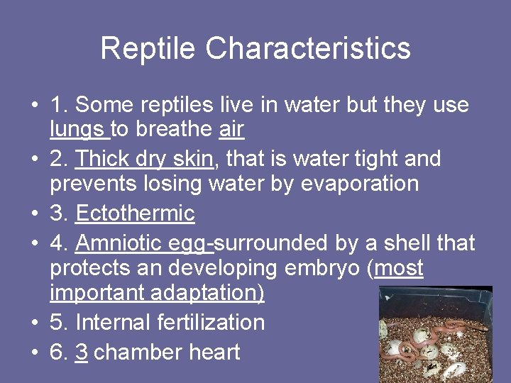 Reptile Characteristics • 1. Some reptiles live in water but they use lungs to