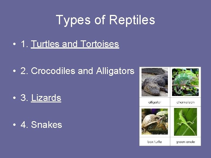 Types of Reptiles • 1. Turtles and Tortoises • 2. Crocodiles and Alligators •