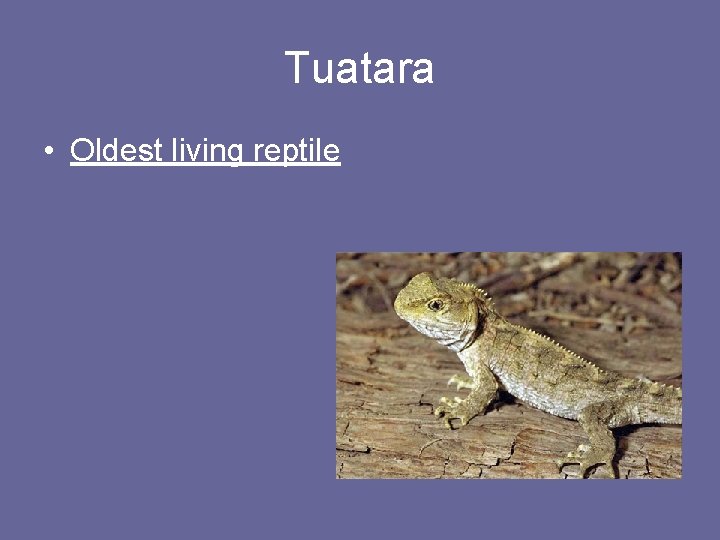 Tuatara • Oldest living reptile 