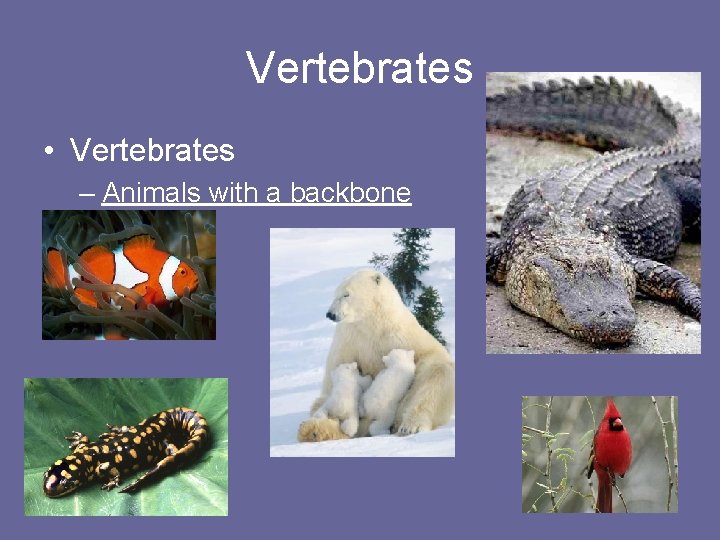 Vertebrates • Vertebrates – Animals with a backbone 
