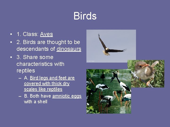 Birds • 1. Class: Aves • 2. Birds are thought to be descendants of