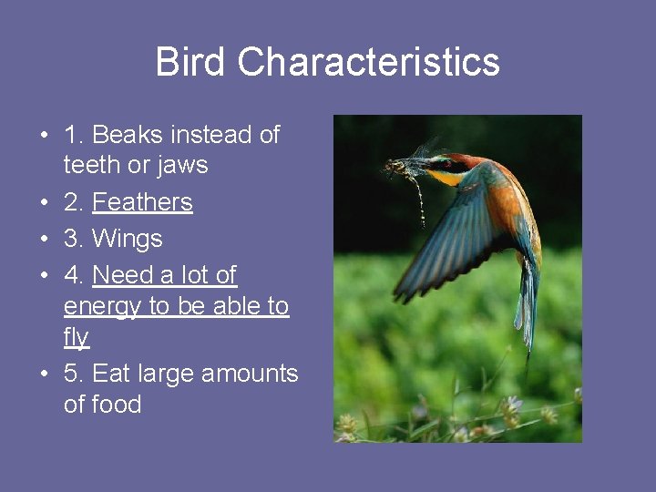 Bird Characteristics • 1. Beaks instead of teeth or jaws • 2. Feathers •