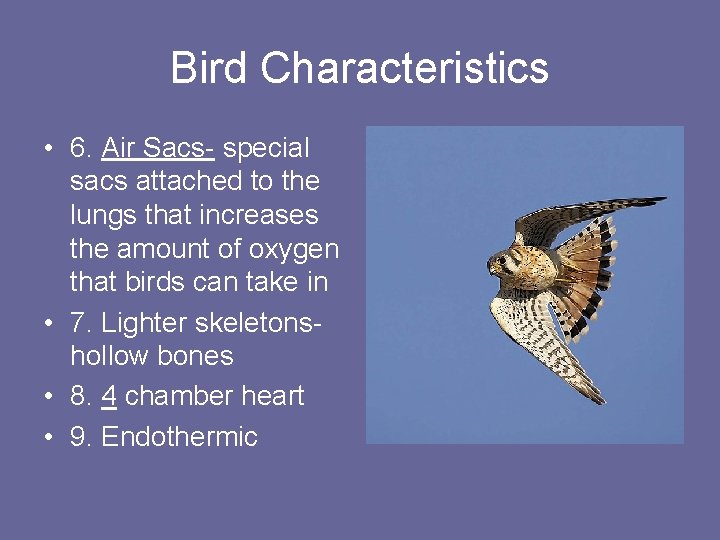 Bird Characteristics • 6. Air Sacs- special sacs attached to the lungs that increases Bird Characteristics • 6. Air Sacs- special sacs attached to the lungs that increases