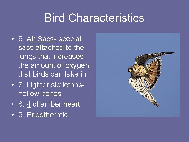 Bird Characteristics • 6. Air Sacs- special sacs attached to the lungs that increases