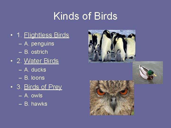 Kinds of Birds • 1. Flightless Birds – A. penguins – B. ostrich •