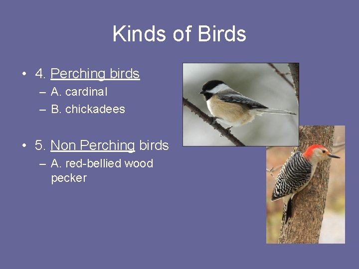 Kinds of Birds • 4. Perching birds – A. cardinal – B. chickadees •