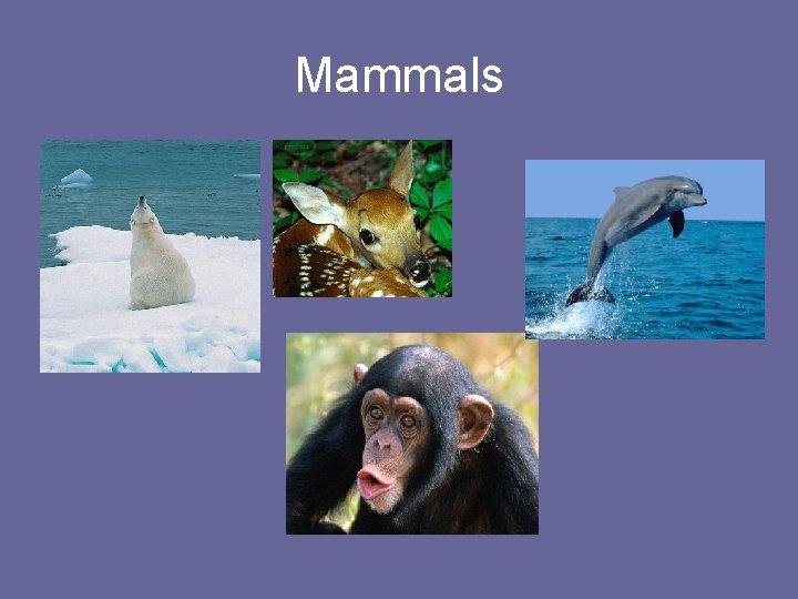 Mammals  Mammals