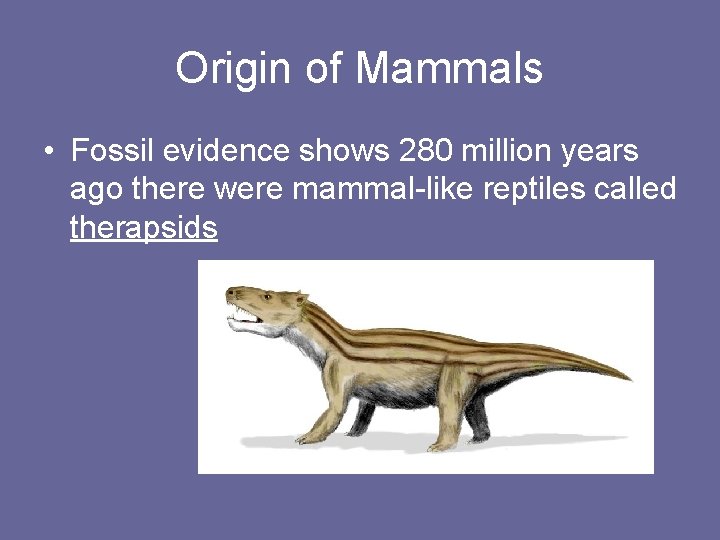 Origin of Mammals • Fossil evidence shows 280 million years ago there were mammal-like