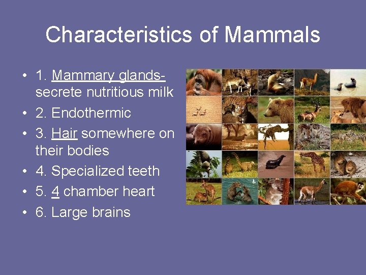 Characteristics of Mammals • 1. Mammary glandssecrete nutritious milk • 2. Endothermic • 3.