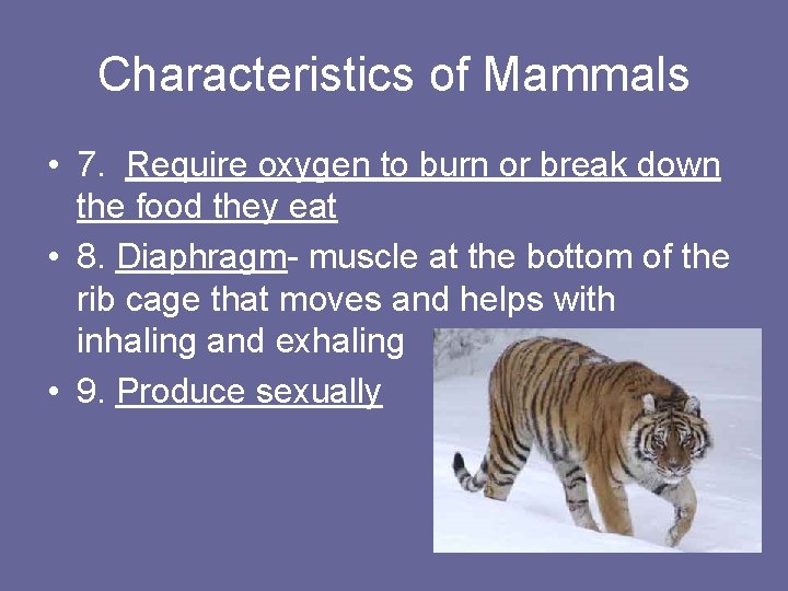 Characteristics of Mammals • 7. Require oxygen to burn or break down the food