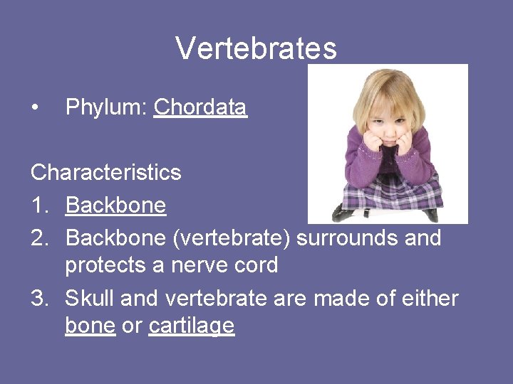 Vertebrates • Phylum: Chordata Characteristics 1. Backbone 2. Backbone (vertebrate) surrounds and protects a