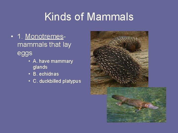 Kinds of Mammals • 1. Monotremesmammals that lay eggs • A. have mammary glands