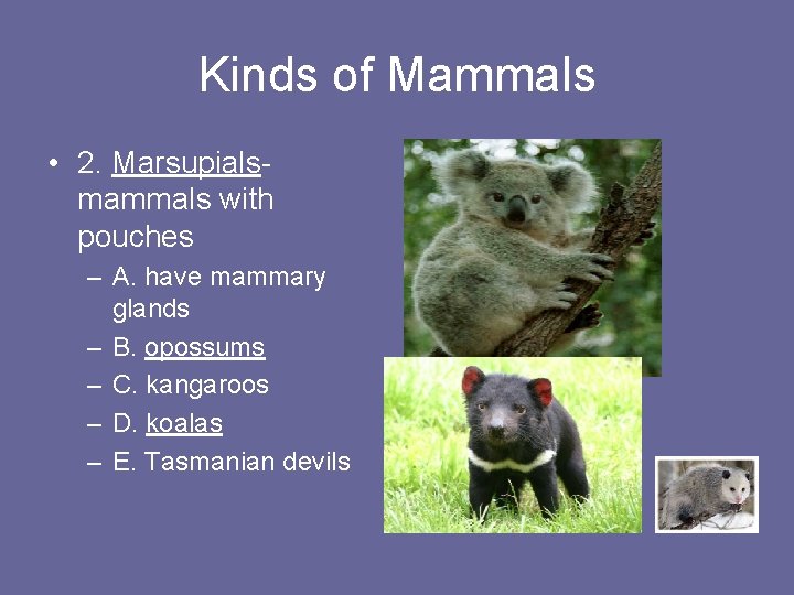 Kinds of Mammals • 2. Marsupialsmammals with pouches – A. have mammary glands –
