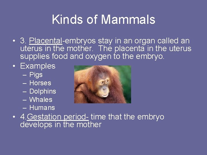 Kinds of Mammals • 3. Placental-embryos stay in an organ called an uterus in