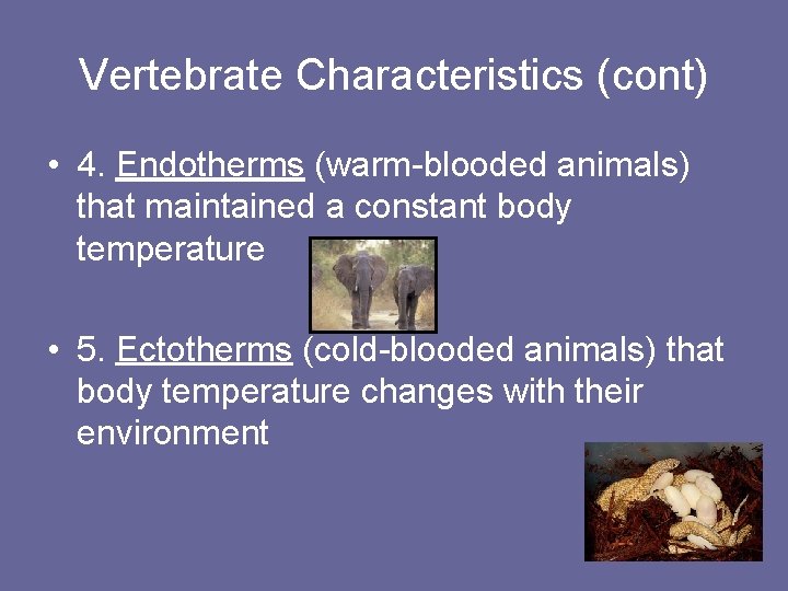 Vertebrate Characteristics (cont) • 4. Endotherms (warm-blooded animals) that maintained a constant body temperature