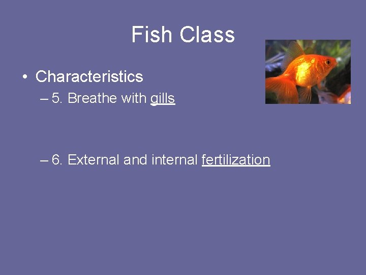 Fish Class • Characteristics – 5. Breathe with gills – 6. External and internal