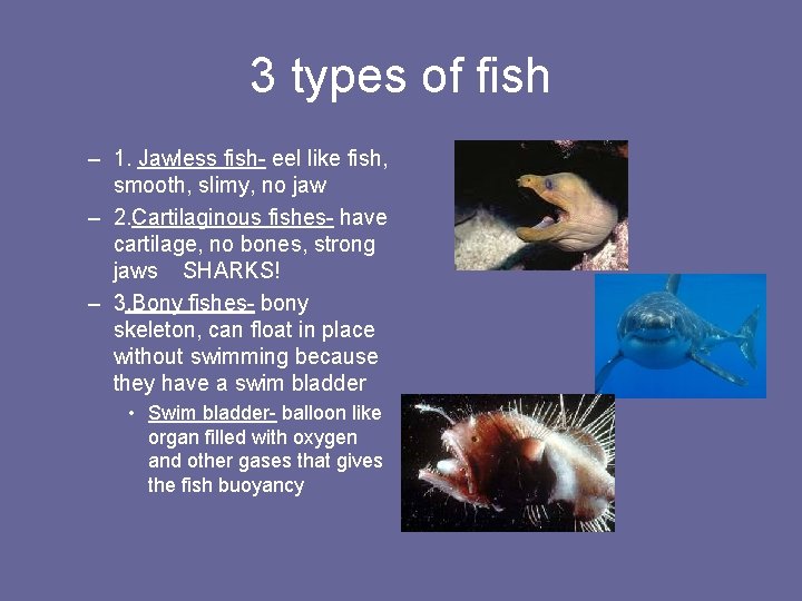 3 types of fish – 1. Jawless fish- eel like fish, smooth, slimy, no
