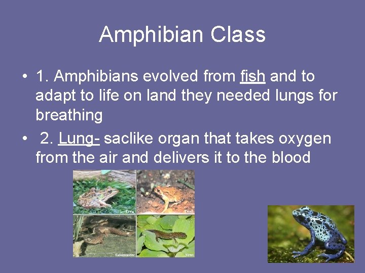 Amphibian Class • 1. Amphibians evolved from fish and to adapt to life on