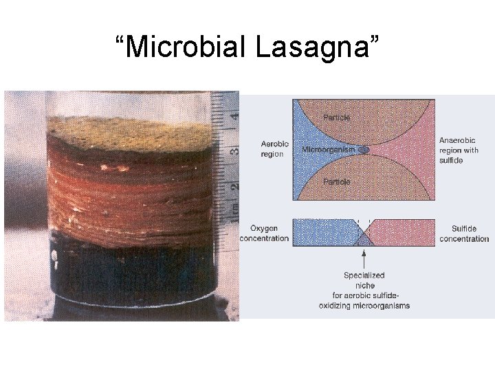 “Microbial Lasagna” 