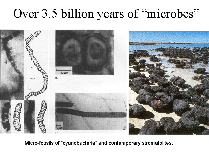 Over 3. 5 billion years of “microbes” Micro-fossils of “cyanobacteria” and contemporary stromatolites. 
