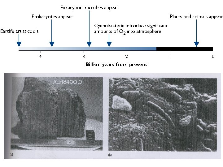 * Early Earth Conditions? * Theories of the origin of life? Biogenisis (“Primordial Soup”)