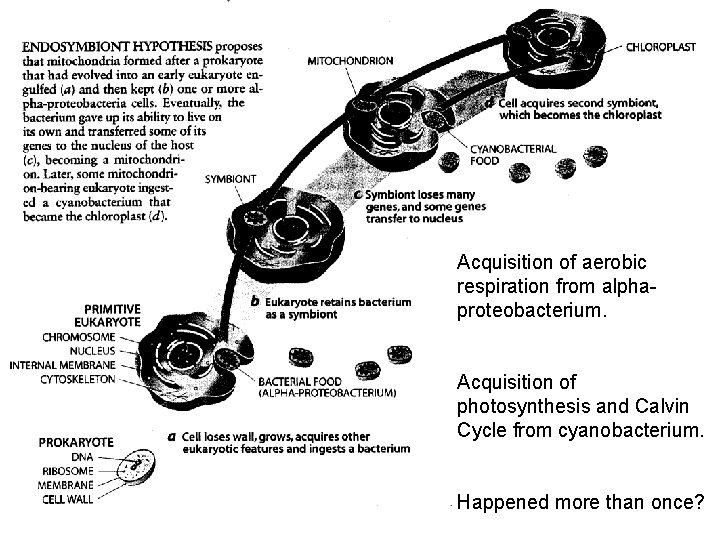 Acquisition of aerobic respiration from alphaproteobacterium. Acquisition of photosynthesis and Calvin Cycle from cyanobacterium.