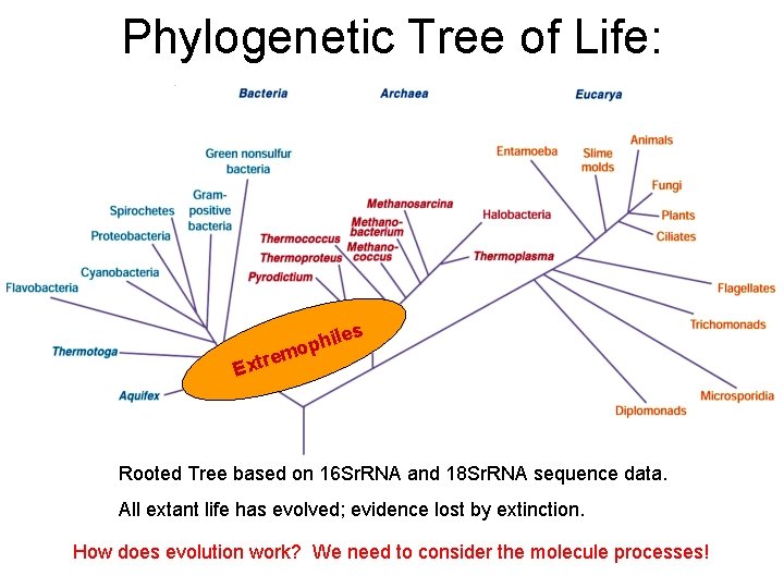 Phylogenetic Tree of Life: es hil p o m e Extr Rooted Tree based