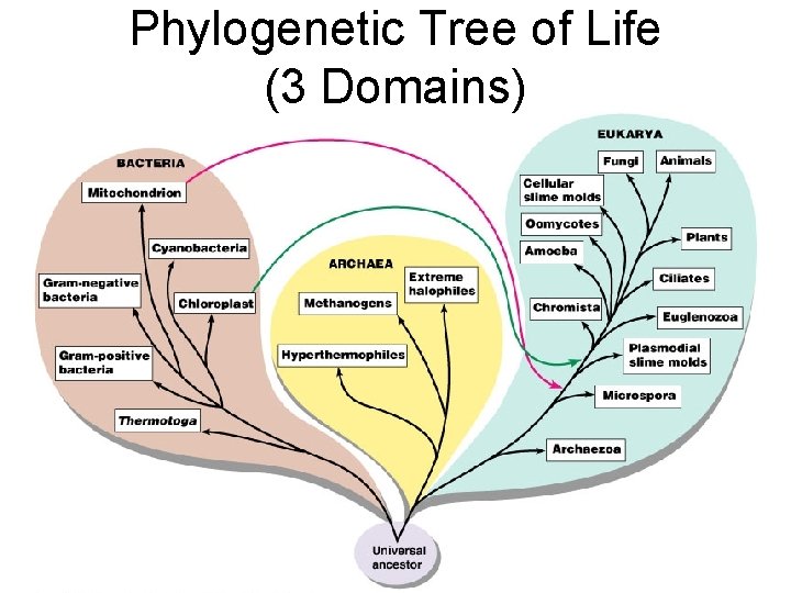 Phylogenetic Tree of Life (3 Domains) 