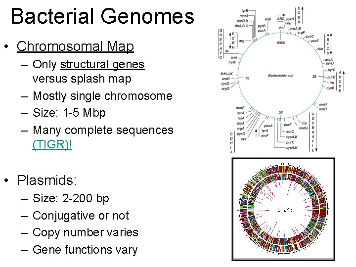 Bacterial Genomes • Chromosomal Map – Only structural genes versus splash map – Mostly