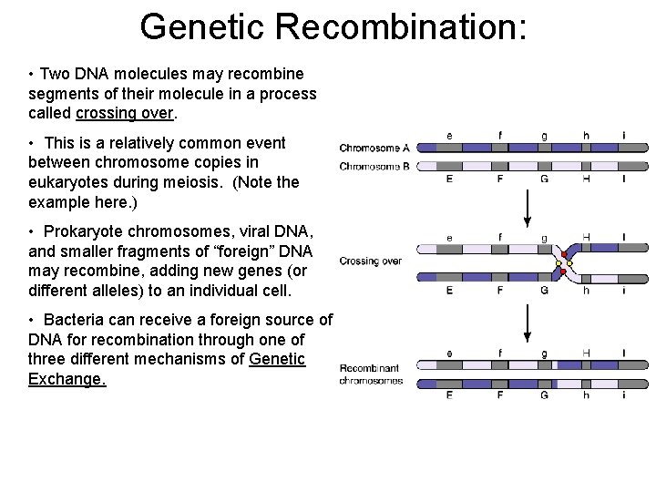 Genetic Recombination: • Two DNA molecules may recombine segments of their molecule in a